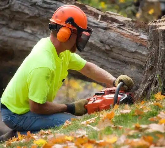 tree services Biddeford